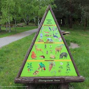 Ścieżka przyrodnicza "Żółwik" - osrodek dydaktyczno muzealny poleskiego parku narodowego 13