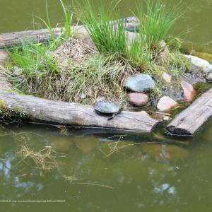 Ścieżka przyrodnicza "Żółwik" - osrodek dydaktyczno muzealny poleskiego parku narodowego 20