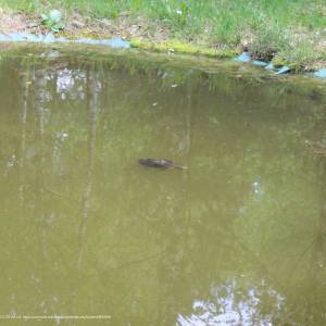 Ścieżka przyrodnicza "Żółwik" - osrodek dydaktyczno muzealny poleskiego parku narodowego 21