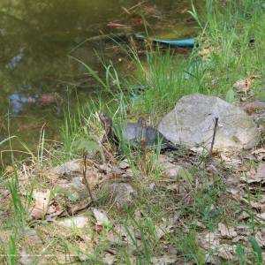 Ścieżka przyrodnicza "Żółwik" - osrodek dydaktyczno muzealny poleskiego parku narodowego 23