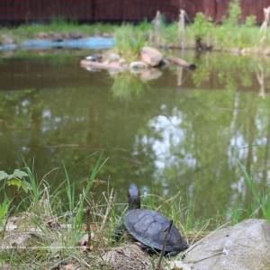 Ścieżka przyrodnicza "Żółwik" - osrodek dydaktyczno muzealny poleskiego parku narodowego 24