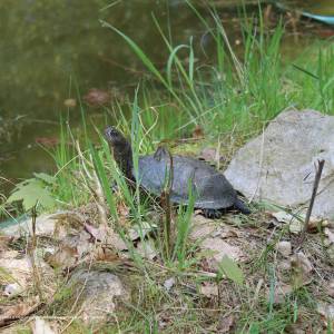 Ścieżka przyrodnicza "Żółwik" - osrodek dydaktyczno muzealny poleskiego parku narodowego 25