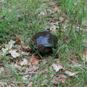 Ścieżka przyrodnicza "Żółwik" - osrodek dydaktyczno muzealny poleskiego parku narodowego 26