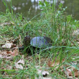 Ścieżka przyrodnicza "Żółwik" - osrodek dydaktyczno muzealny poleskiego parku narodowego 27