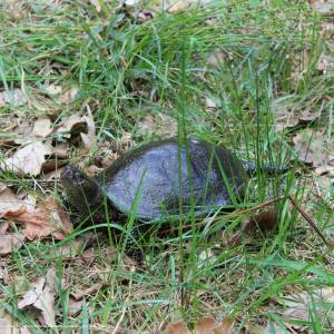 Ścieżka przyrodnicza "Żółwik" - osrodek dydaktyczno muzealny poleskiego parku narodowego 28