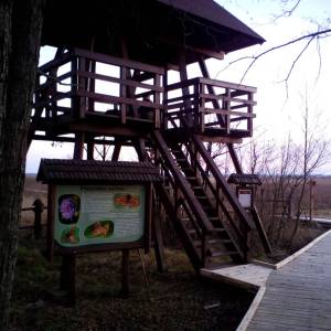 Wieża widokowa Kulczyn - wieza widokowa kulczyn2