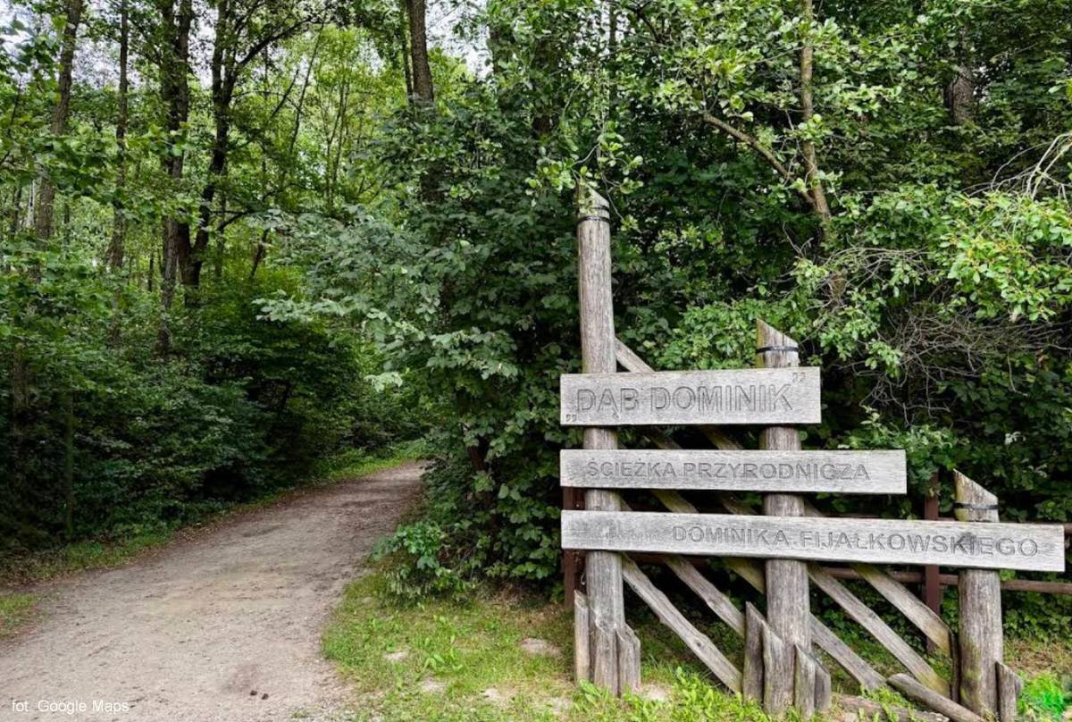 Ścieżka przyrodnicza "Dąb Dominik" - sciezka przyrodnicza dab dominik3