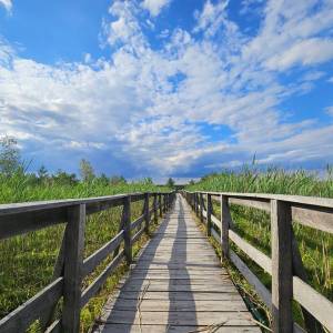 Ścieżka przyrodnicza "Dąb Dominik" - sciezka przyrodnicza dab dominik1