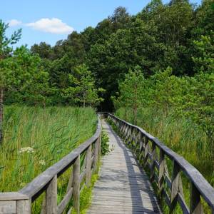 Ścieżka przyrodnicza "Dąb Dominik" - sciezka przyrodnicza dab dominik10