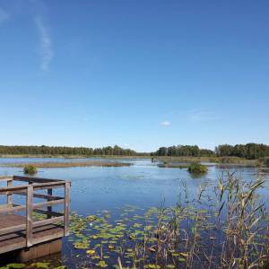 Ścieżka przyrodnicza "Dąb Dominik" - sciezka przyrodnicza dab dominik2