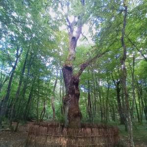 Ścieżka przyrodnicza "Dąb Dominik" - sciezka przyrodnicza dab dominik5