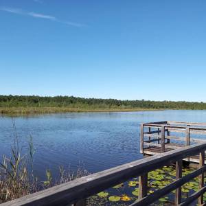 Ścieżka przyrodnicza "Dąb Dominik" - sciezka przyrodnicza dab dominik6