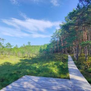 Ścieżka przyrodnicza "Dąb Dominik" - sciezka przyrodnicza dab dominik7