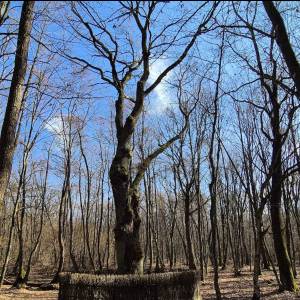 Ścieżka przyrodnicza "Dąb Dominik" - sciezka przyrodnicza dab dominik8