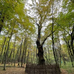 Ścieżka przyrodnicza "Dąb Dominik" - sciezka przyrodnicza dab dominik9