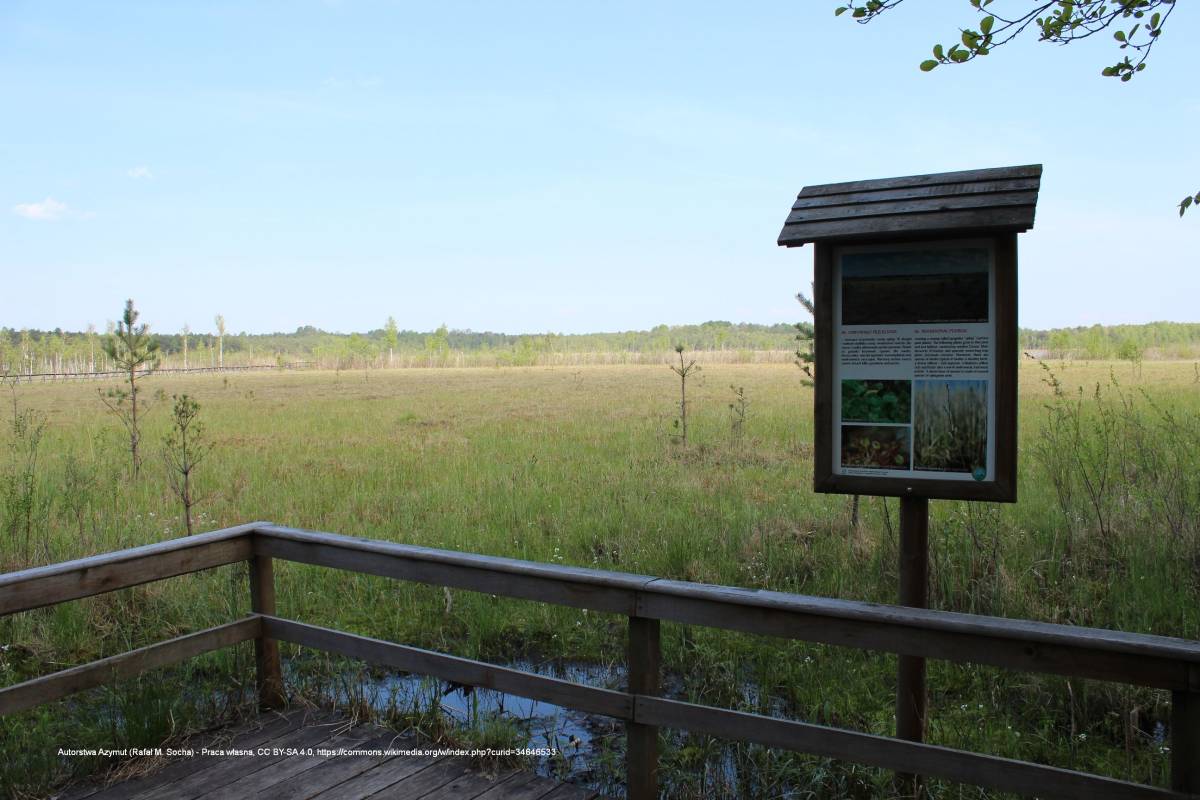 Jezioro Moszne - dab dominik trail 20