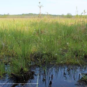 Jezioro Moszne - dab dominik trail 21