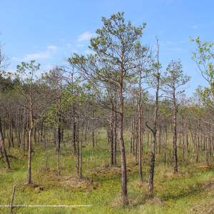 Jezioro Moszne - dab dominik trail 23