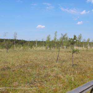 Jezioro Moszne - dab dominik trail 25