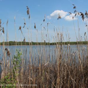 Jezioro Moszne - dab dominik trail 27