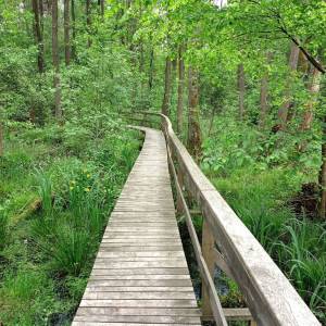 Ścieżka przyrodniczo-historyczna "Obóz Powstańczy" - sciezka przyrodniczo historyczna oboz powstanczy3