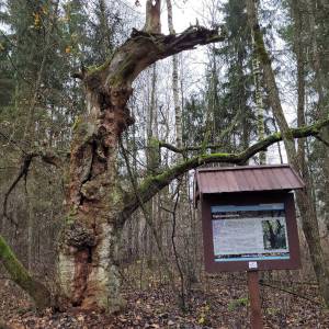 Ścieżka przyrodniczo-historyczna "Obóz Powstańczy" - sciezka przyrodniczo historyczna oboz powstanczy7