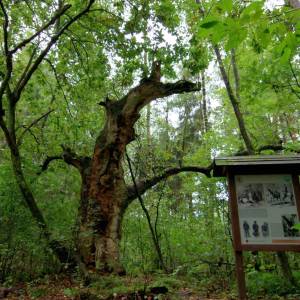 Ścieżka przyrodniczo-historyczna "Obóz Powstańczy" - sciezka przyrodniczo historyczna oboz powstanczy8