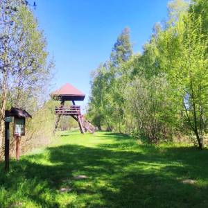 Ścieżka przyrodniczo-historyczna "Obóz Powstańczy" - wieza widokowa oboz powstanczy1