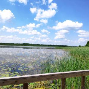 Ścieżka przyrodnicza „Spławy” - sciezka przyrodnicza splawy 3