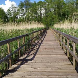 Ścieżka przyrodnicza „Spławy” - sciezka przyrodnicza splawy 4