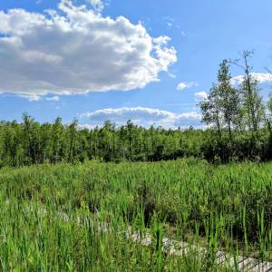 Ścieżka przyrodnicza „Spławy” - sciezka przyrodnicza splawy 5