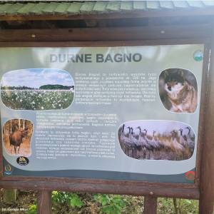 Wieża widokowa "Durne Bagno" - wieza widokowa durne bagno1