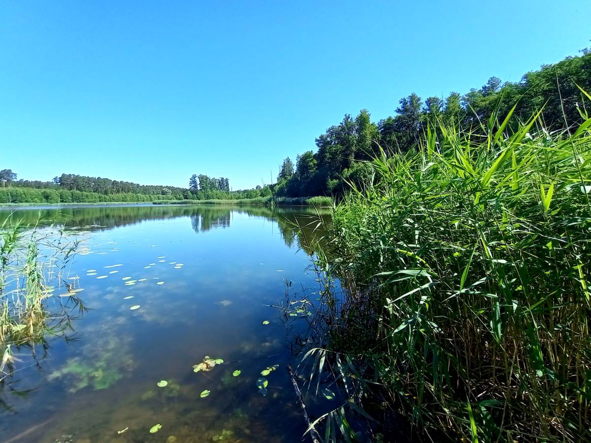 Jezioro Trzebisz - jezioro trzebisz 4
