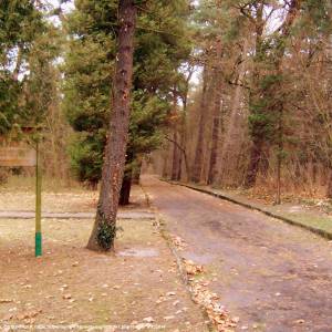 Cmentarz w Międzyrzeczu-Obrzycach - dawny cmentarz w miedzyrzeczu obrzycach