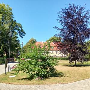 Park Zamkowy w Międzyrzeczu - park zamkowy w miedzyrzeczu 15
