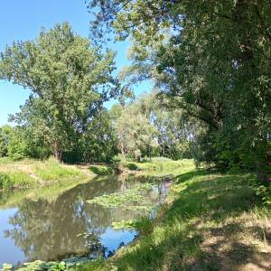 Park Zamkowy w Międzyrzeczu - park zamkowy w miedzyrzeczu 5
