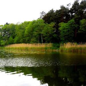 Jezioro Bukowieckie - jezioro bukowieckie 1