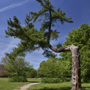 Zespół pałacowo-parkowy w Żaganiu - zespol palacowo parkowy w zaganiu 14