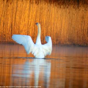 Zalew Wiślany - zalew wislany 1