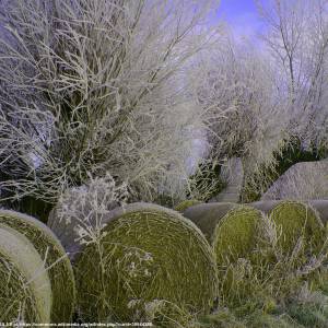 Żuławy Wiślane - zulawy wislane 7