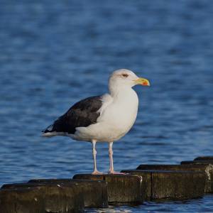 Morze Bałtyckie - morze baltyckie 11
