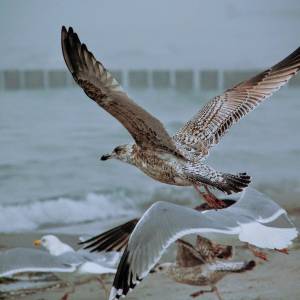 Morze Bałtyckie - morze baltyckie 12