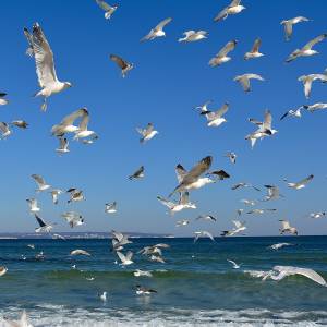 Morze Bałtyckie - morze baltyckie 8