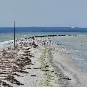 Rybitwia Mielizna - rybitwia mielizna 10