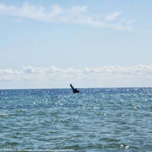 Rybitwia Mielizna - rybitwia mielizna 3