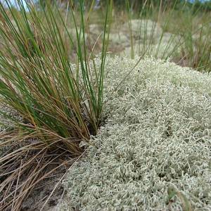 Rezerwat przyrody Helskie Wydmy - rezerwat przyrody helskie wydmy 5