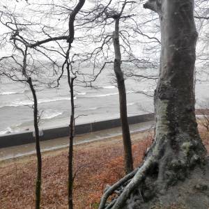 Rezerwat przyrody Przylądek Rozewski - rezerwat przyrody przyladek rozewski 6