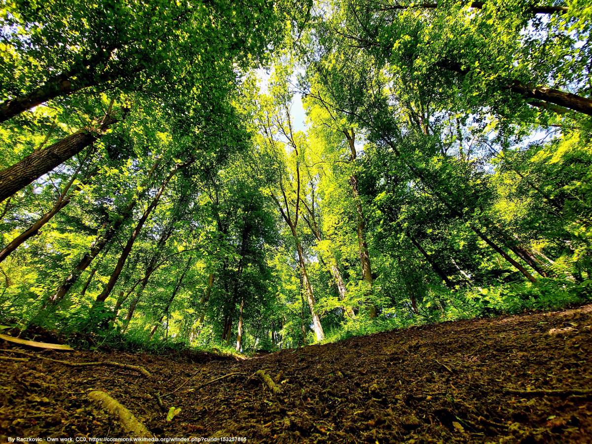 Bory Tucholskie - bory tucholskie 3