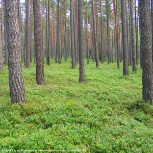 Bory Tucholskie - bory tucholskie 1