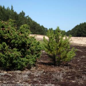 Bory Tucholskie - bory tucholskie 13